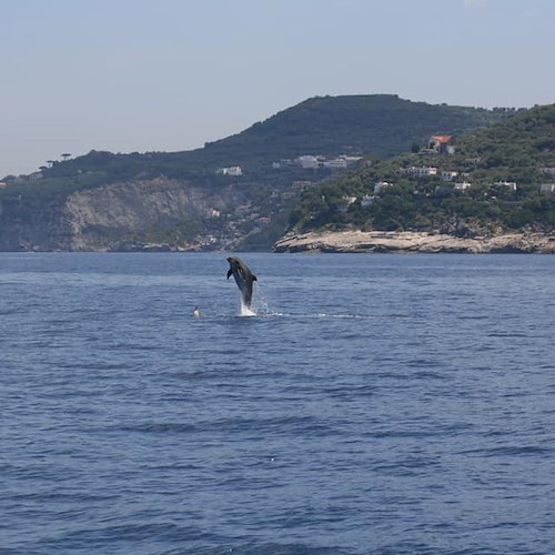 “Dolphin as a friend”: anche in Penisola Sorrentina al via concorso per le scuole