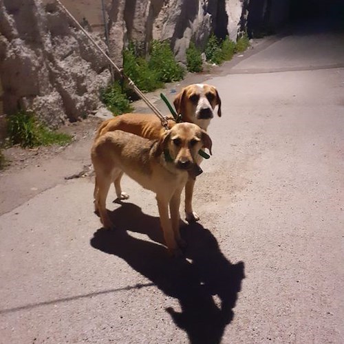 Due cagnolini smarriti a Ravello, il proprietario lancia l'appello