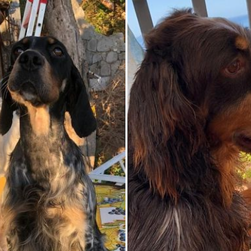 Due cani smarriti a Positano, l'ENPA Costa d'Amalfi lancia l'appello