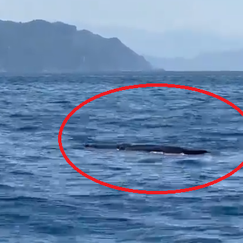 Due capodogli avvistati al largo di Positano