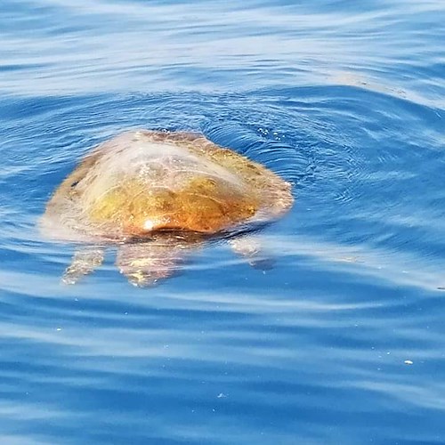 Due tartarughe morte a Positano, l’appello da Punta Campanella: «Massima attenzione per la Caretta Caretta» 