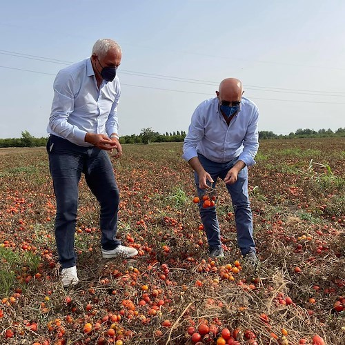 Emergenza pomodoro, perso il 20% delle colture. Caputo: «Valuteremo ristori, ma occorrono strategie a lungo termine»