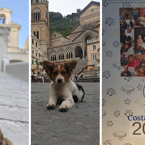 ENPA prepara il calendario 2022, si cercano foto dei trovatelli adottati in Costa d'Amalfi