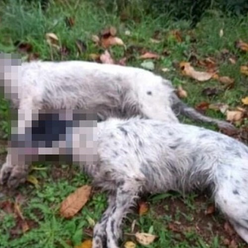 Esche avvelenante tra i monti, morti due cani: l'allarme dell'ENPA Costa d'Amalfi <br />&copy; ENPA Costa d'Amalfi