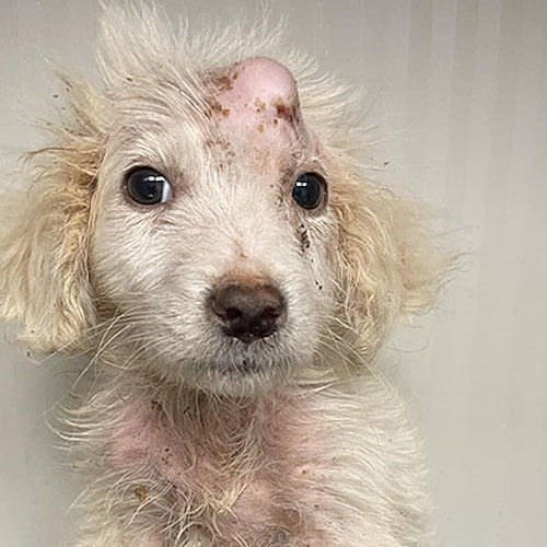 Everest non ce l'ha fatta: morto il cucciolo di cane lanciato da un’auto in corsa nel Vallo di Diano<br />&copy; Amanda Cozza