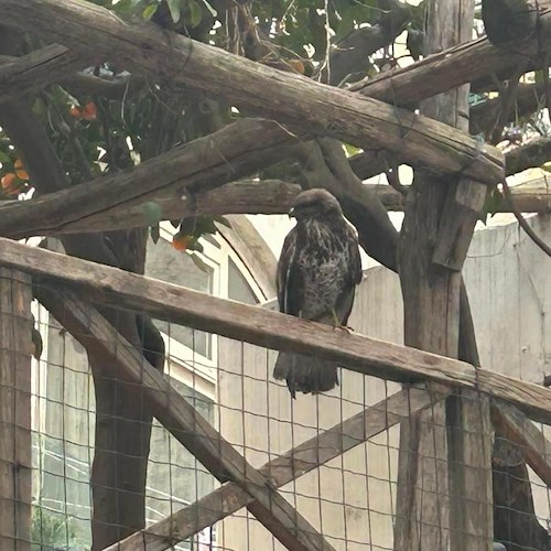 Falco pellegrino ad Amalfi: l'emozionante avvistamento [FOTO]<br />&copy; Mariagrazia Anastasio