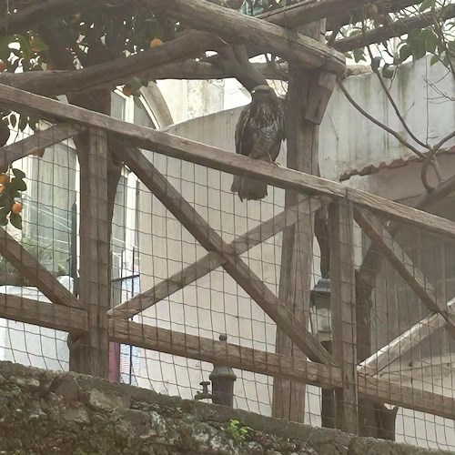 Falco pellegrino ad Amalfi: l'emozionante avvistamento [FOTO]<br />&copy; Mariagrazia Anastasio