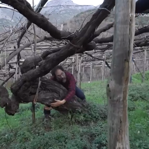 Federico Quaranta sulle vie del vino Costa d’Amalfi DOC da Furore a Tramonti /VIDEO