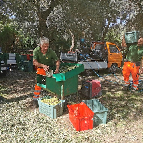"Festa contadina", a Sorrento raccolta delle olive ai Bagni della Regina Giovanna: iniziativa aperta a cittadini e turisti
