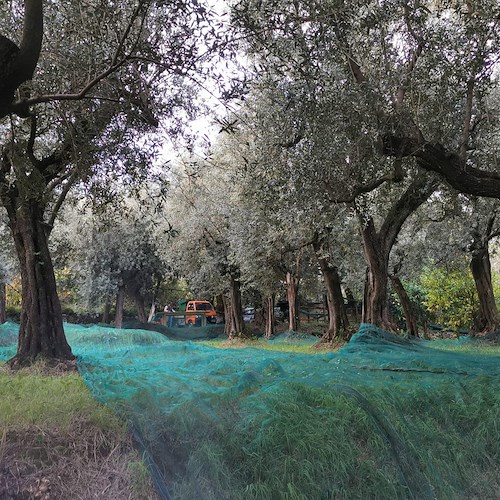 "Festa contadina", a Sorrento raccolta delle olive ai Bagni della Regina Giovanna: iniziativa aperta a cittadini e turisti