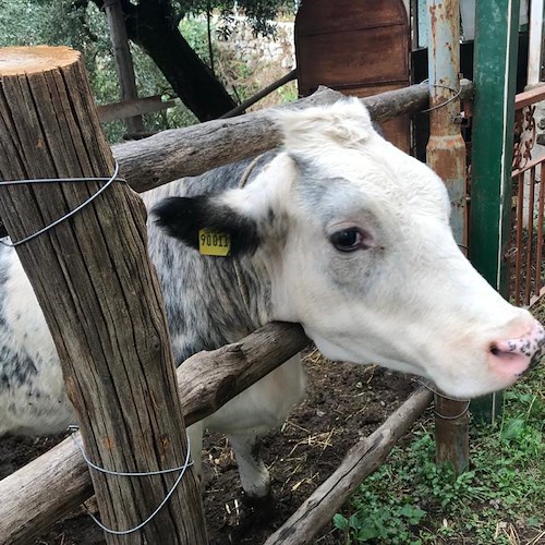 Finti pascoli sugli alpeggi lombardi, truffe nella sanità in Friuli: la condanna dalle pagine di Terroni di Pino Aprile