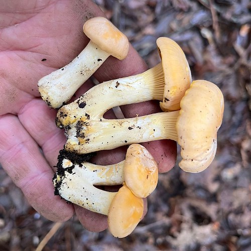 Funghi Finferli sui Monti Lattari: l'autunno è la loro stagione 