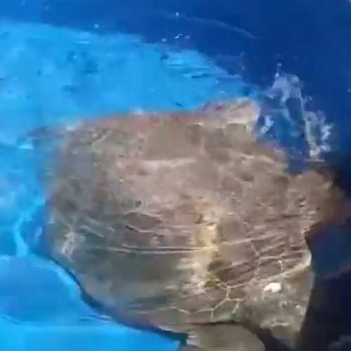 Fuori pericolo la tartaruga salvata dall'Amp Punta Campanella, storia a lieto fine 