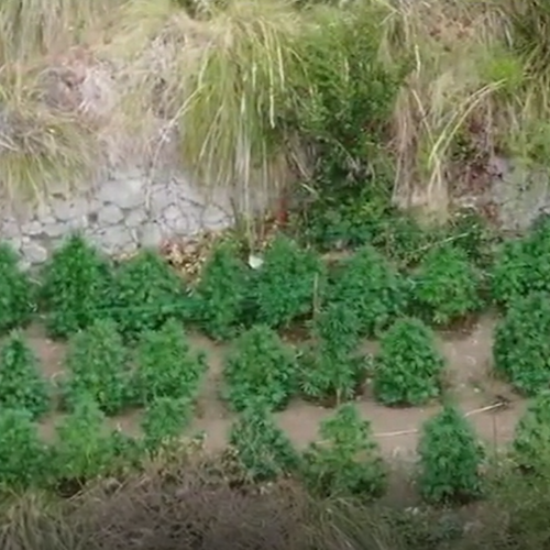 Furore, carabinieri scoprono piantagione di marijuana nei pressi del Fiordo 