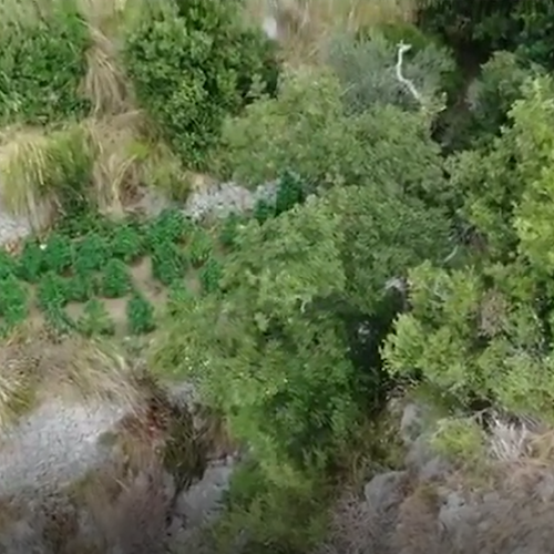 Furore, carabinieri scoprono piantagione di marijuana nei pressi del Fiordo 