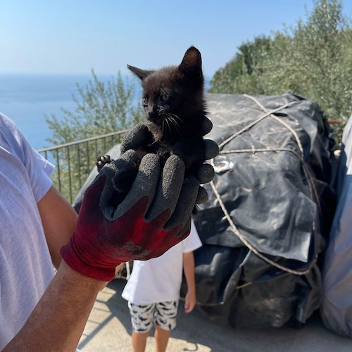 Gatti destinati ad una vita randagia salvati dall'associazione Positano SOS Animali con l'aiuto di Fabio Fusco /Foto