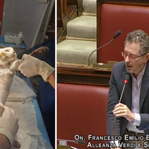 Gattino scuoiato vivo, la storia di Leone arriva in parlamento. Borrelli: «Mai più tali violenze indicibili»