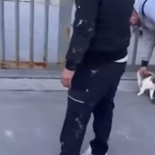 Gatto preso a calci ad Eboli
