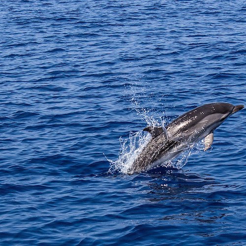 Giappone, dal 1° settembre al via la contestata "caccia ai delfini"