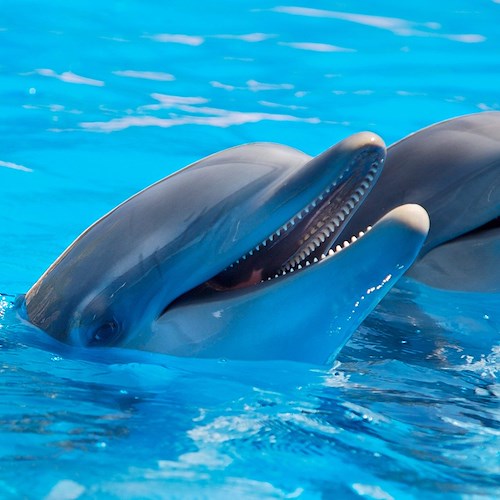 Giappone, dal 1° settembre al via la contestata "caccia ai delfini"