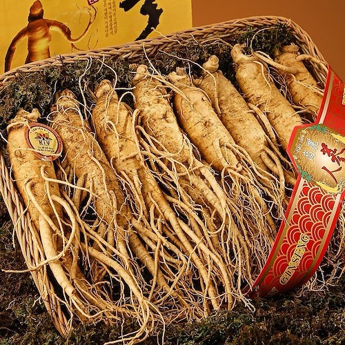 Ginseng, l'elisir orientale che tonifica corpo e mente