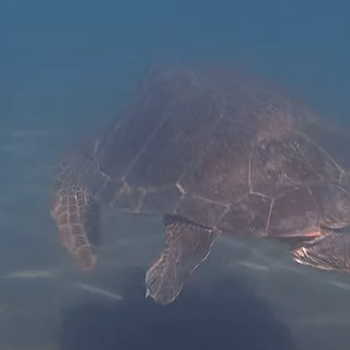 Gioia a Meta di Sorrento, la tartaruga Nicolantonio torna in mare dopo le cure / VIDEO 