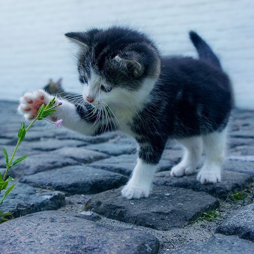 Giornata del gatto, Napoli è capoluogo con maggior numero di registrazioni all'anagrafe