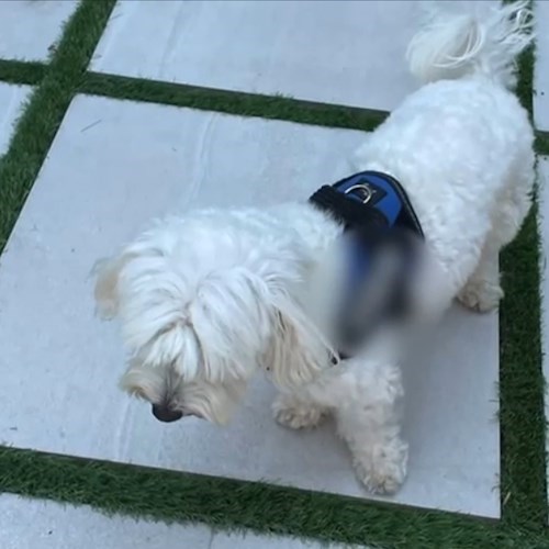 Cagnolino che ha "tradito" il boss latitante Luigi Cacciapuoti<br />&copy; Carabinieri di Napoli