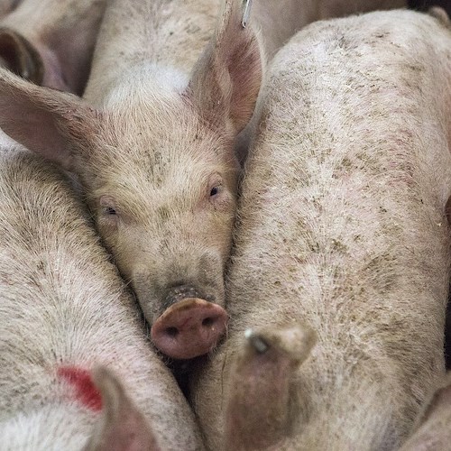 Hong Kong, maiale si ribella e uccide il macellaio in un mattatoio