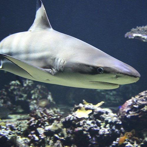 Hurgada, turista perde la vita attaccato da uno squalo