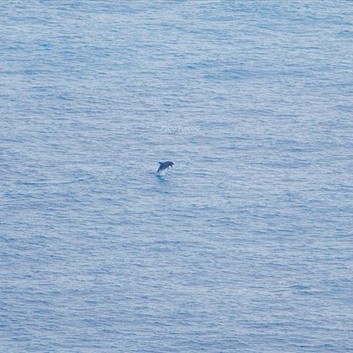 I delfini tornano a fare capriole al largo di Positano, le foto di Fabio Fusco