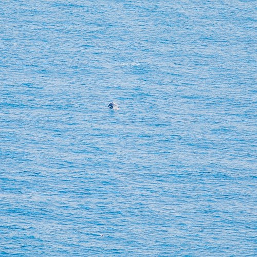 I delfini tornano a fare capriole al largo di Positano, le foto di Fabio Fusco