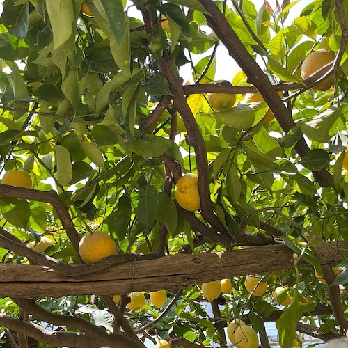 I segreti del limone Sfusato Amalfitano e l'antico uso delle peschiere