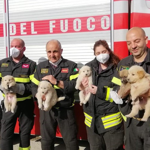 I Vigili del fuoco salvano una cucciolata a Eboli