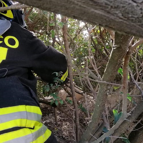 I Vigili del fuoco salvano una cucciolata a Eboli