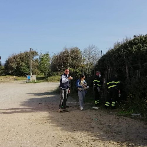 I Vigili del fuoco salvano una cucciolata a Eboli