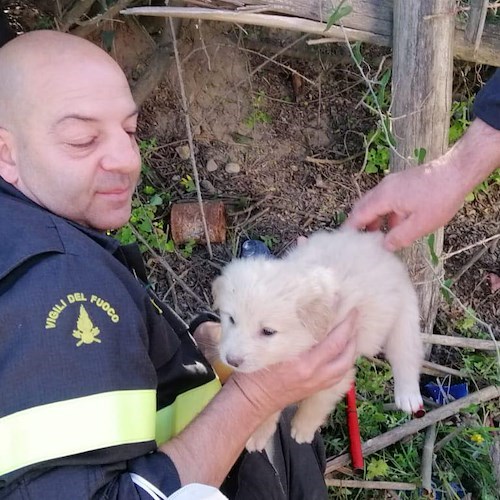 I Vigili del fuoco salvano una cucciolata a Eboli