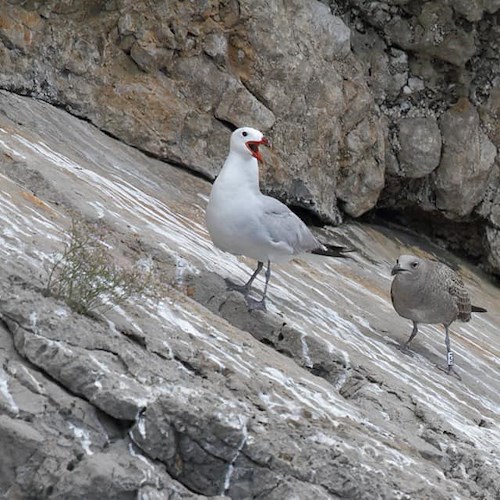 Il Gabbiano Corso torna a nidificare a Punta Campanella, ottimo indicatore stato di salute ambiente marino costiero