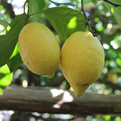 Limone Sfusato Amalfitano<br />&copy; Massimiliano D'Uva