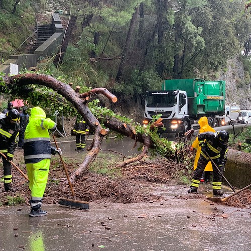 Il maltempo fa danni in Costa d'Amalfi, albero si abbatte nei pressi del cimitero di Maiori / FOTO 