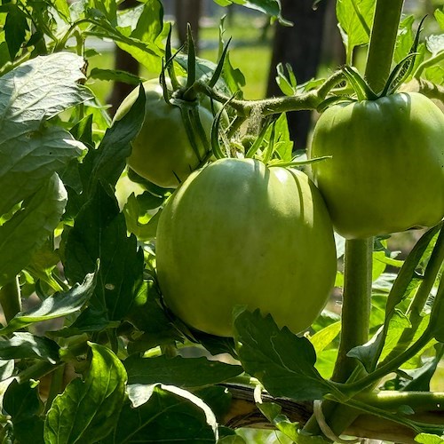 Pomodori, Orto del Ristorante La Terrazza del Professore di Villa Maria<br />&copy; Massimiliano D'Uva