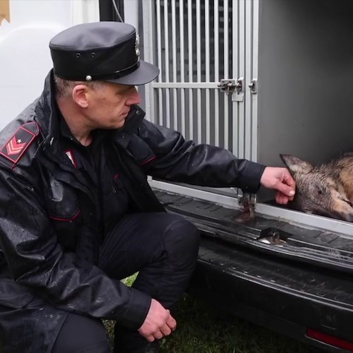 Immobilizzata e agonizzante, femmina di lupo salvata dai carabinieri a Ceppeto<br />&copy; Carabinieri