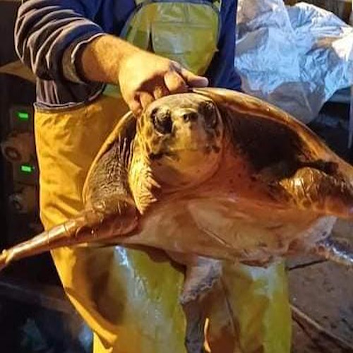 Impigliate in reti da pesca: tartarughe salvate da Amp Punta Campanella, pescatori e Stazione Zoologica A.Dohrn <br />&copy; Amp Punta Campanella