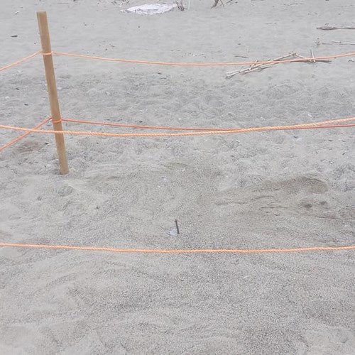 In Campania la Caretta Caretta trova “sabbia fertile” per nidificare