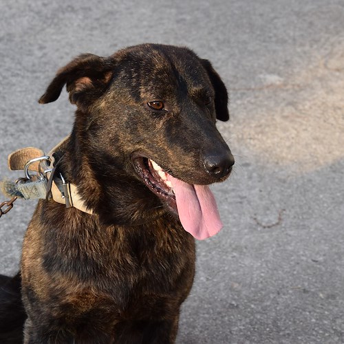 Incatenato fuori al balcone senza acqua e cibo: cane salvato a Nocera Inferiore 