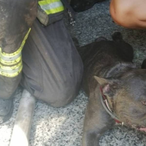 Incendio nel Casertano, vigili del fuoco soccorrono e rianimano cane intrappolato