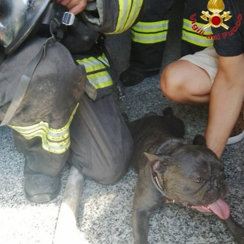 Incendio nel Casertano, vigili del fuoco soccorrono e rianimano cane intrappolato