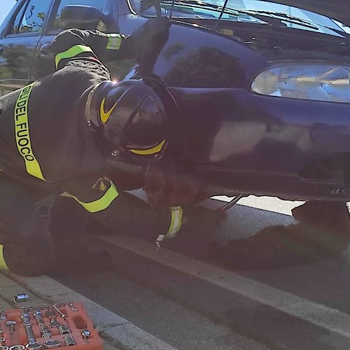 Incidente a Giffoni Valle Piana, auto investe cane che rimane incastrato: salvato dai vigili del fuoco 