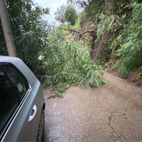 Infuria la tempesta in Costa d’Amalfi, a Tramonti vento e pioggia abbattono alberi in strada /FOTO