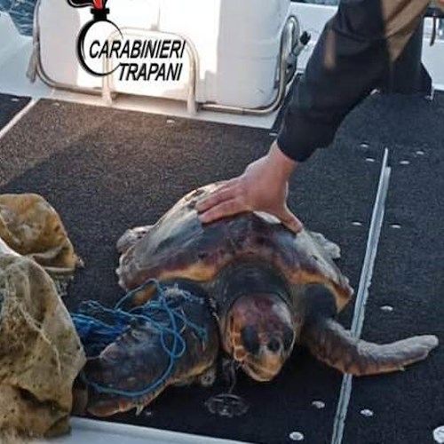 Intrappolata tra rifiuti di plastica, Caretta Caretta di 30 kg salvata nelle acque di Favignana